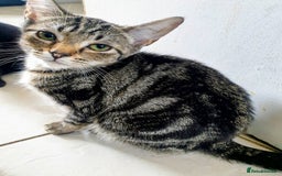 Mixed Breed cats for sale: Lovely kittens  - Image 6