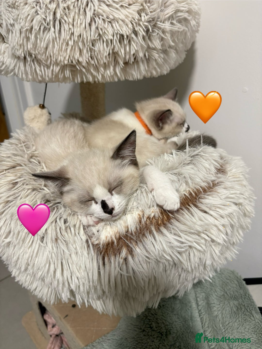 Ragdoll cats for sale: Looking for perfect furry companion? - Advert 14