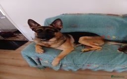 Mixed Breed dogs for sale: Shepweilers - Image 5