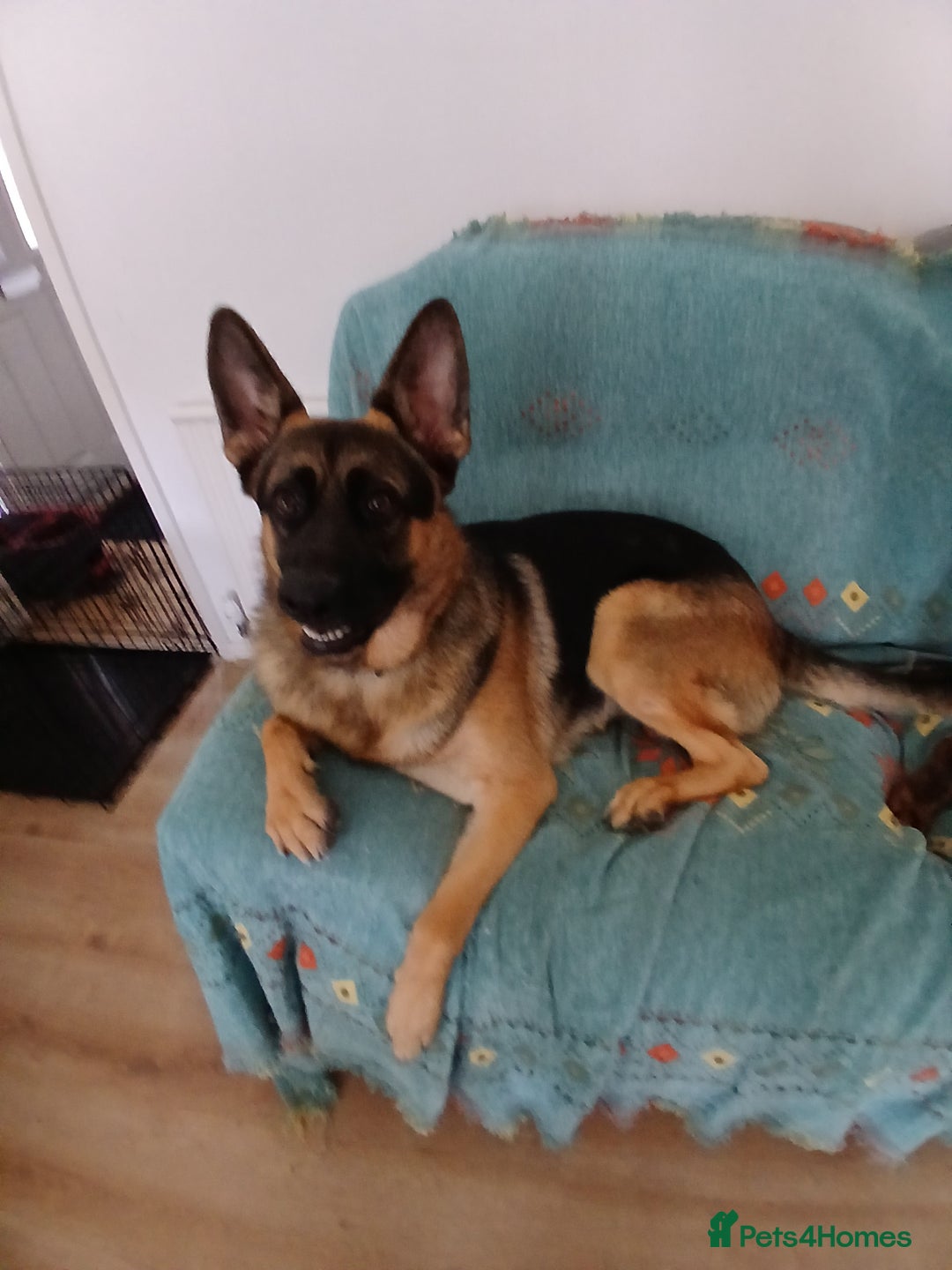 Mixed Breed dogs for sale: Shepweilers - Image 5