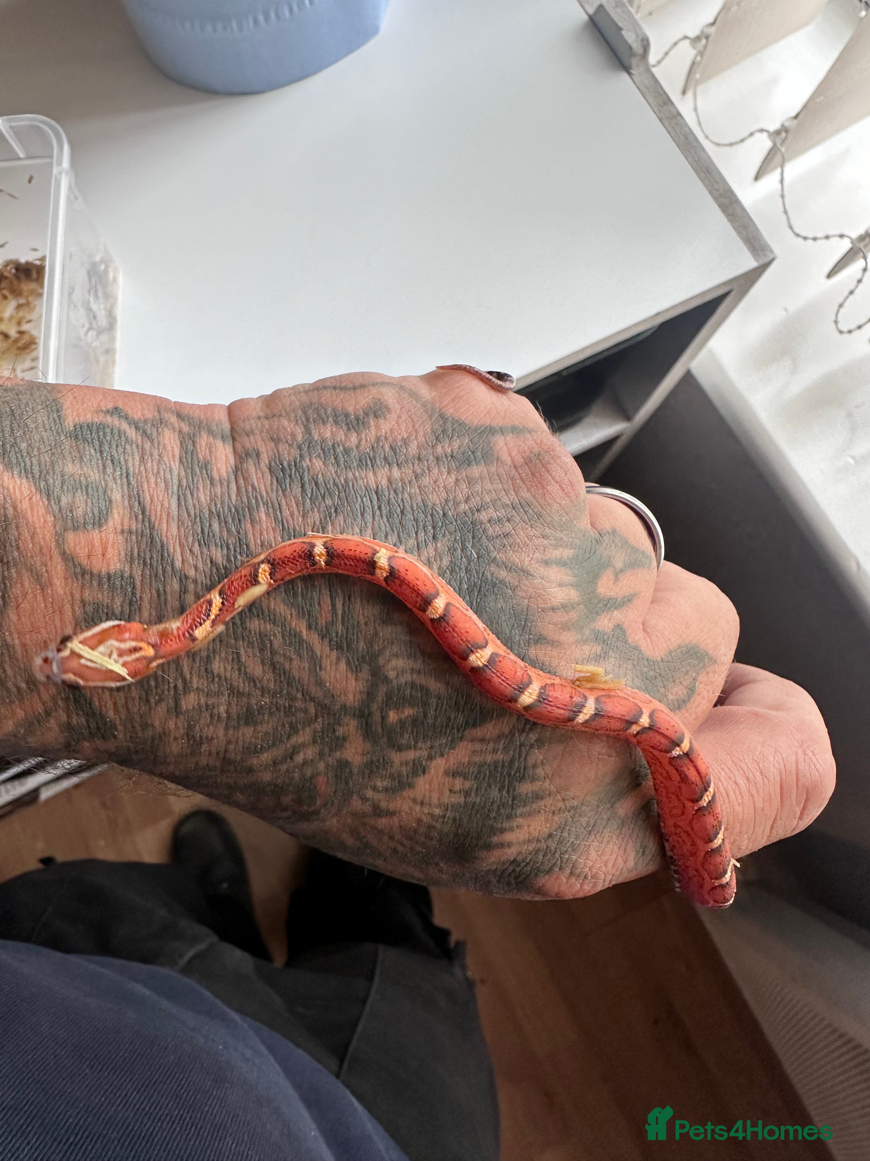 Corn Snake reptiles Corn snake hatchlings cb25 corn snakes  - Advert 1