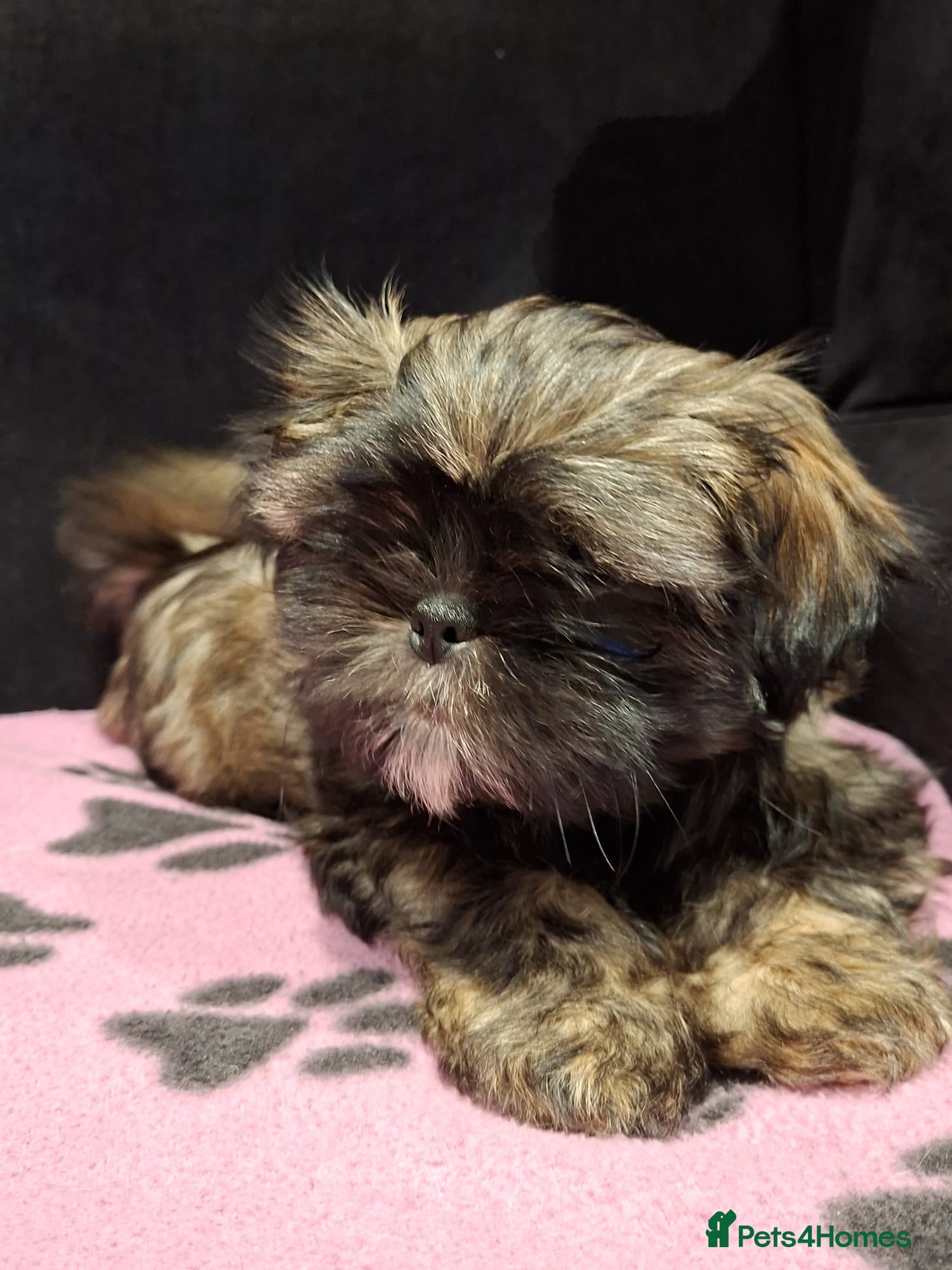 Shih Tzu dogs 1 x Shih Tzu Puppy girl ready now - Advert 6