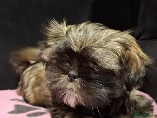 Shih Tzu dogs 1 x Shih Tzu Puppy girl ready now - Advert 6