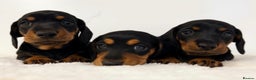 Miniature Dachshund dogs for stud: Kc reg Black and Tan mini smooth. - Advert 16