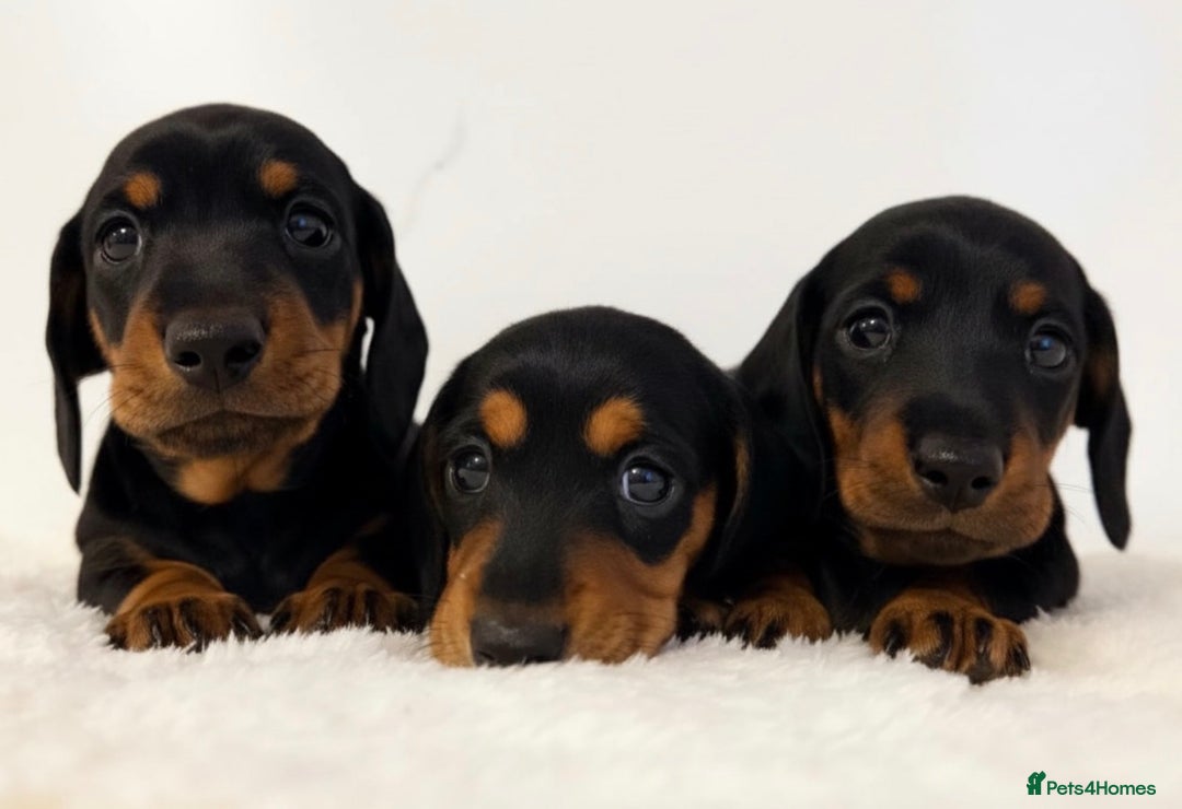 Miniature Dachshund dogs for stud: Kc reg Black and Tan mini smooth. - Advert 16