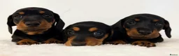 Miniature Dachshund dogs for stud: Kc reg Black and Tan mini smooth. - Advert 16