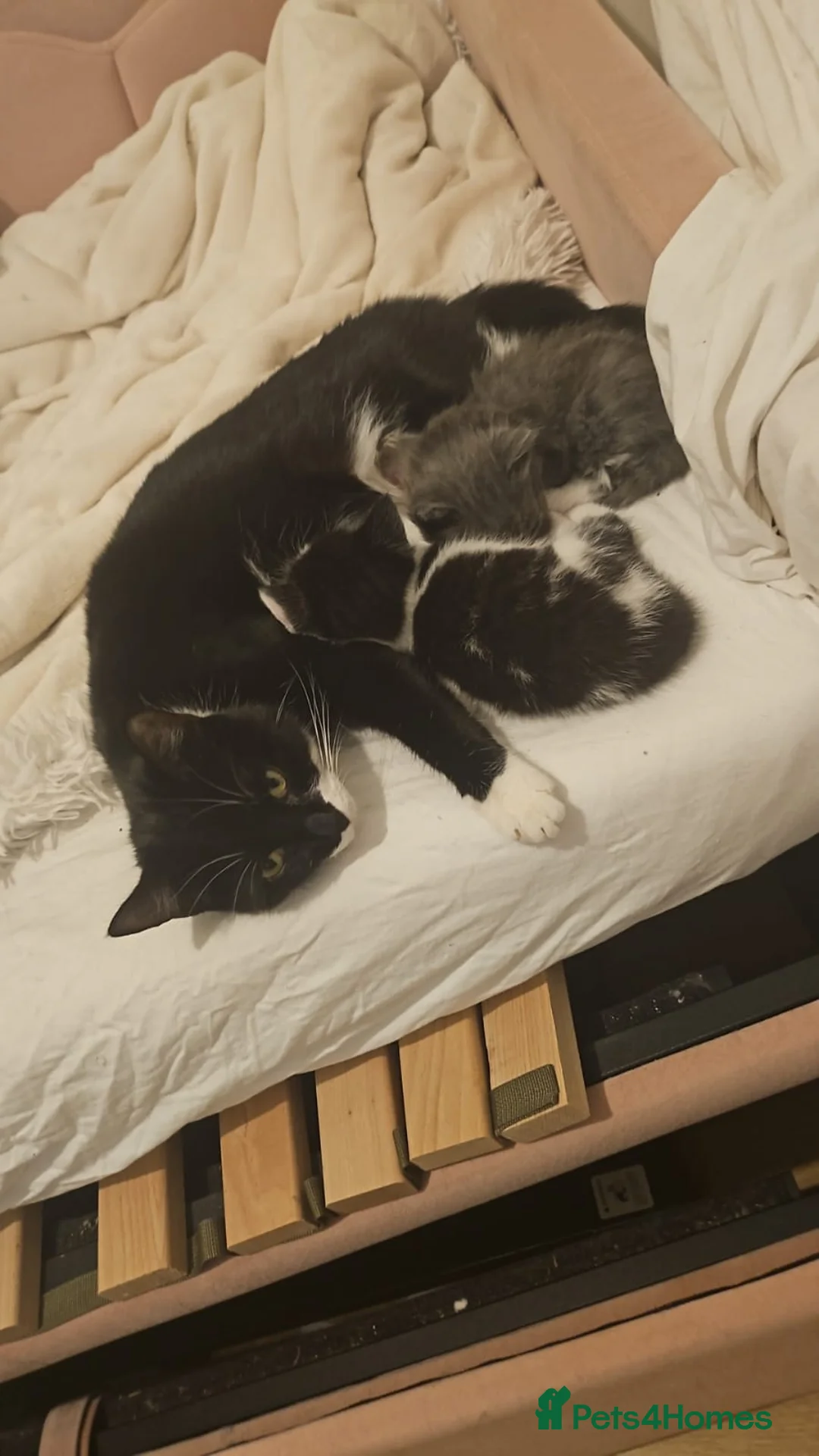 Mixed Breed cats for sale: 2 different litters, tiny kittens  - Advert 24