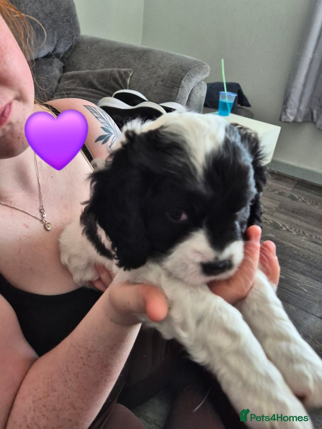 Cockalier dogs for sale: Cavalier king Charles spaniel x cocker spaniel  - Image 4
