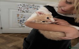 Maine Coon cats for sale: Beautiful Maine Coon Cross Kittens  - Image 31