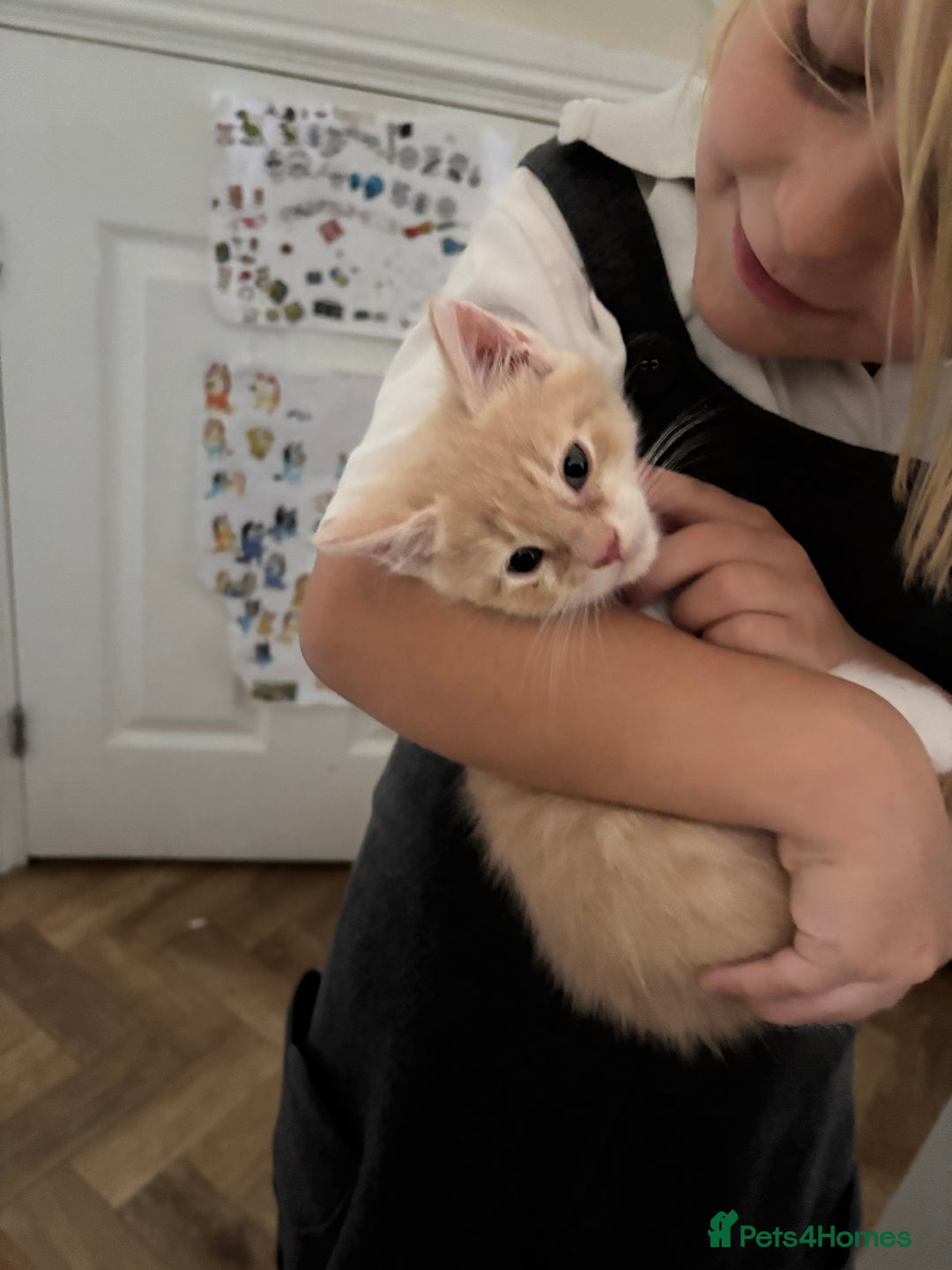 Maine Coon cats for sale: Beautiful Maine Coon Cross Kittens  - Image 31