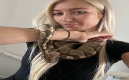 Python Snake reptiles for sale: Ball Python/ Royal Python  - Image 3