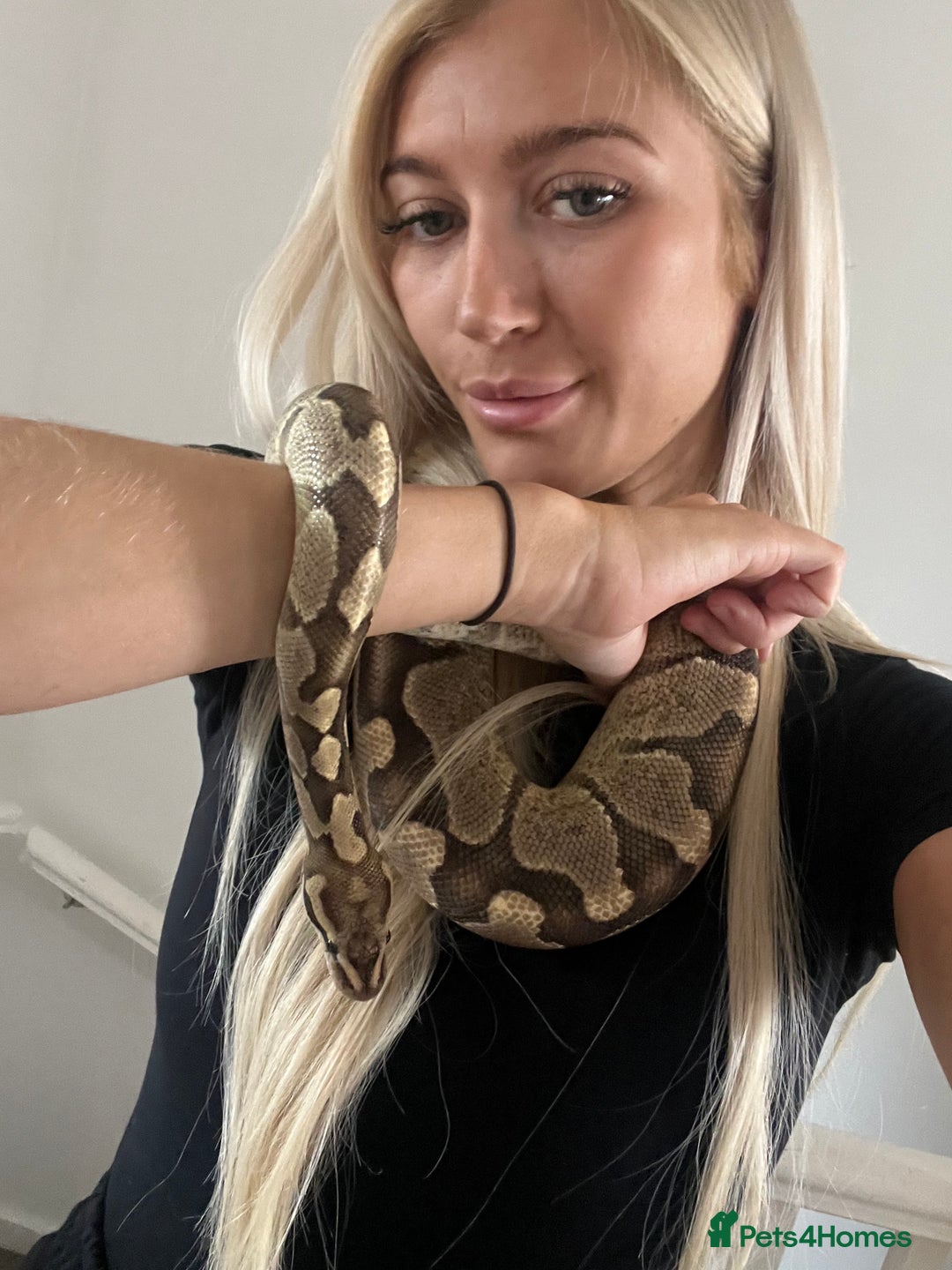 Python Snake reptiles for sale: Ball Python/ Royal Python  - Image 3