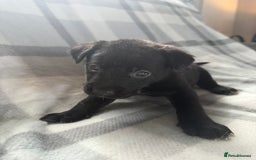 Mixed Breed dogs for sale: 10 RARE hybrid huskypoo’s!!! - Image 20