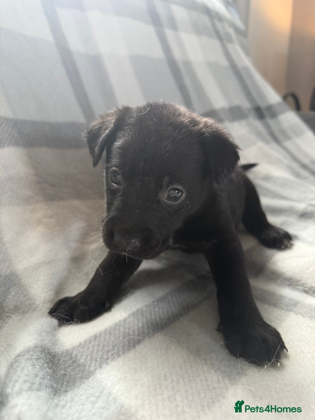 Mixed Breed dogs for sale: 10 RARE hybrid huskypoo’s!!! - Image 20