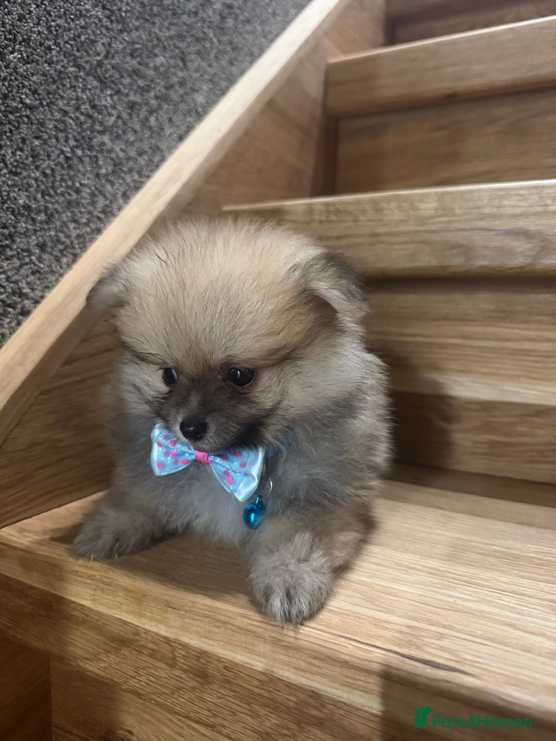 Pomeranian dogs for sale: Kc Registered last boy,ready to go! - Advert 12