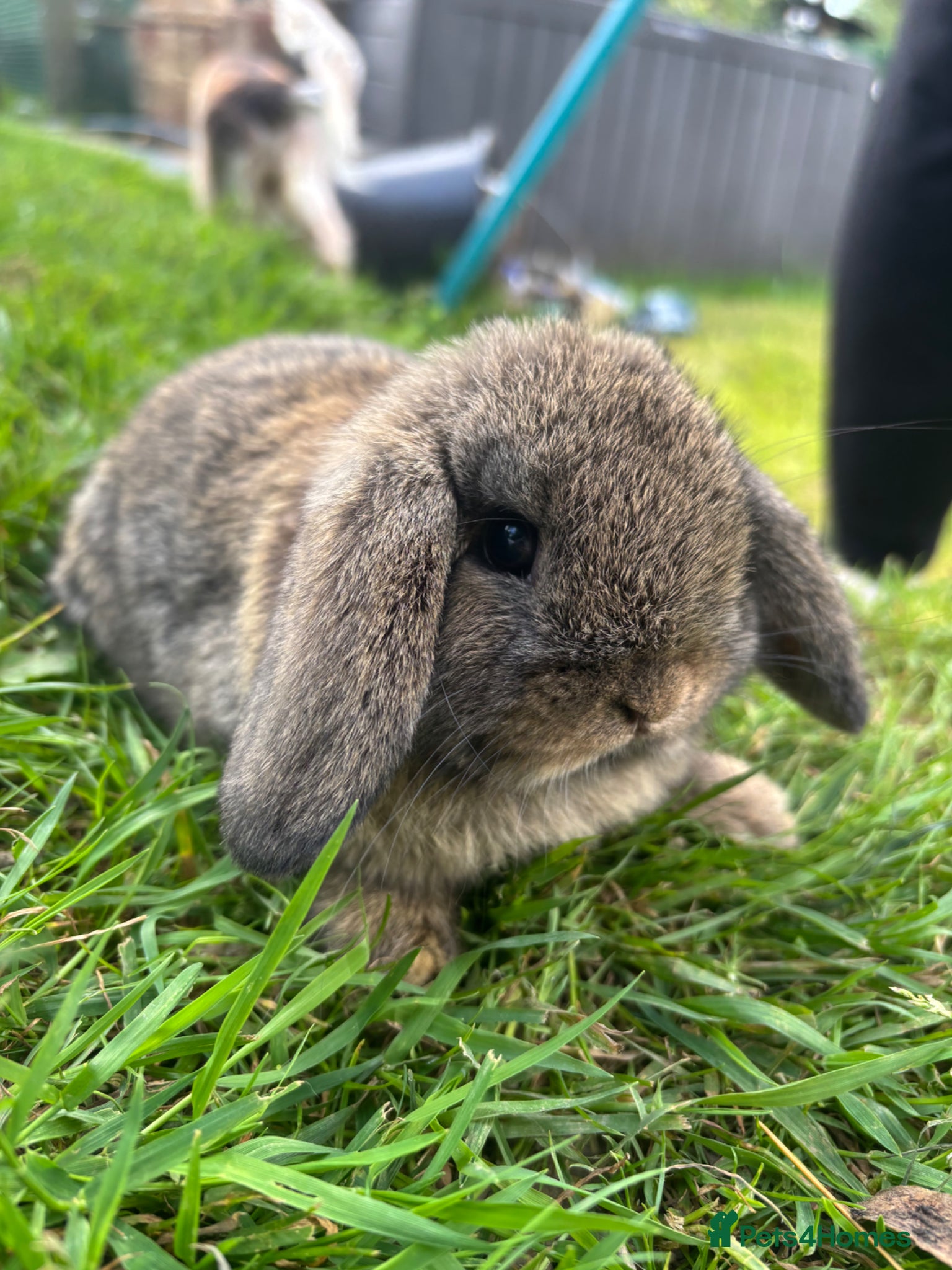Mini Lop rabbits Pure mini lop   - Advert 15
