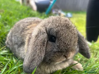 Mini Lop rabbits Pure mini lop - Advert 16