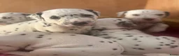 Dalmatian dogs for sale: Eagerly Awaited Litter Now Here 💫 - Advert 4