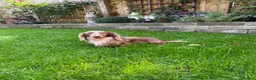 Miniature Dachshund dogs for stud: KC Reg Health Tested Longhaired Chocolate Dapple - Advert 7