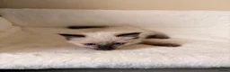 Ragdoll cats for sale: Fluffy gorgeous Ragdolls  - Advert 4
