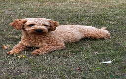 Toy Poodle dogs for stud: KC Registered Red Toy Poodle Fully DNA Tested in Radstock - Image 14