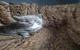 Mixed Breed cats for sale: Half British shorthair Kittens - Image 1
