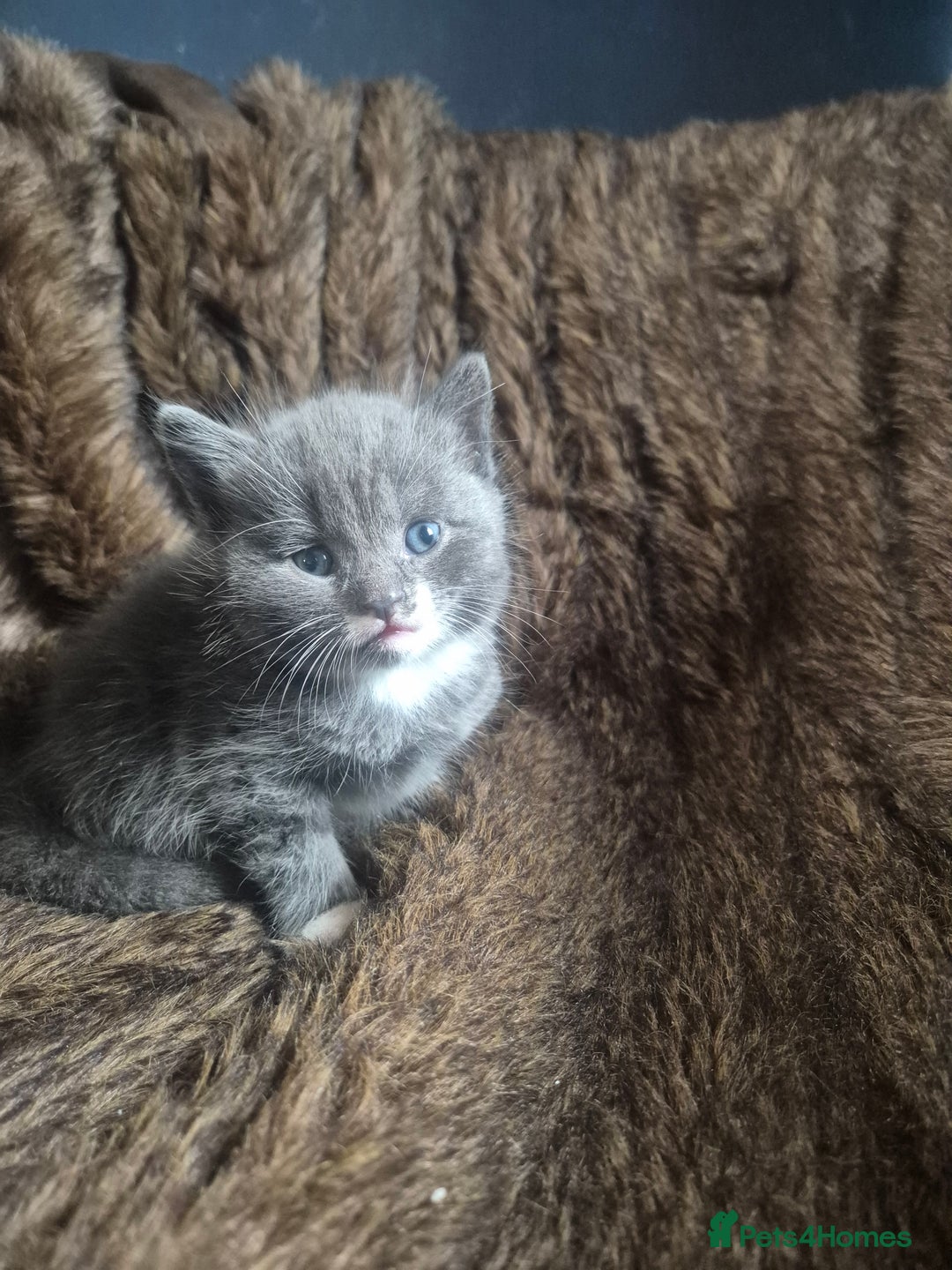 Mixed Breed cats for sale: Half British shorthair Kittens - Image 1
