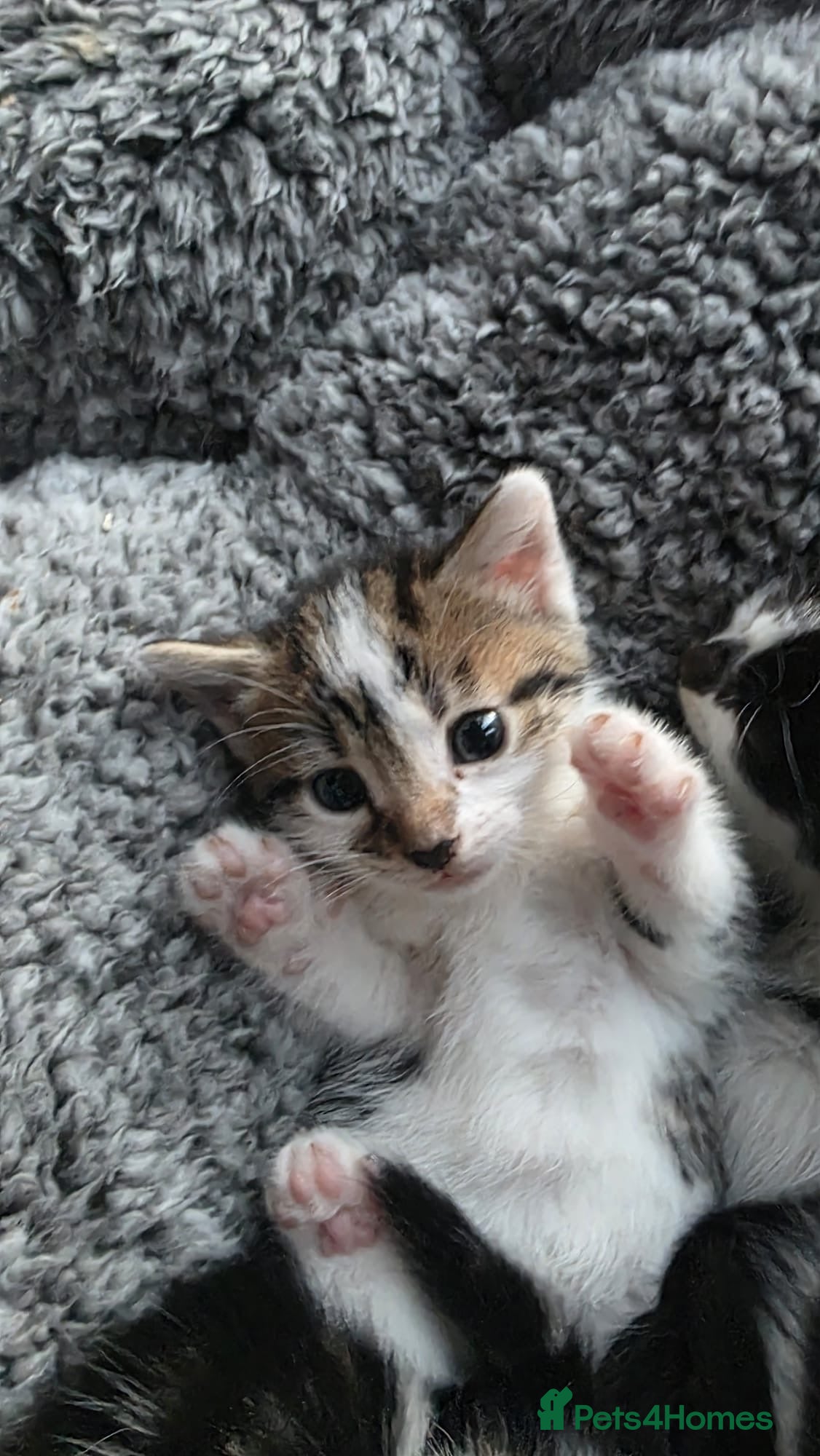 Mixed Breed cats 6 cute mixed kittens - Advert 1