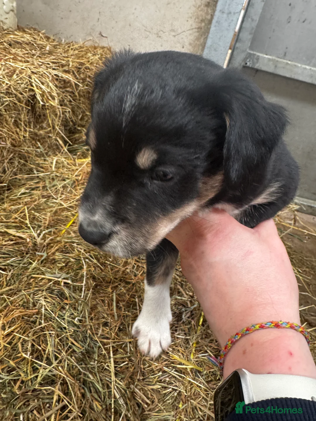 Sprollie dogs for sale: Beautiful Sprollie puppies - Advert 15