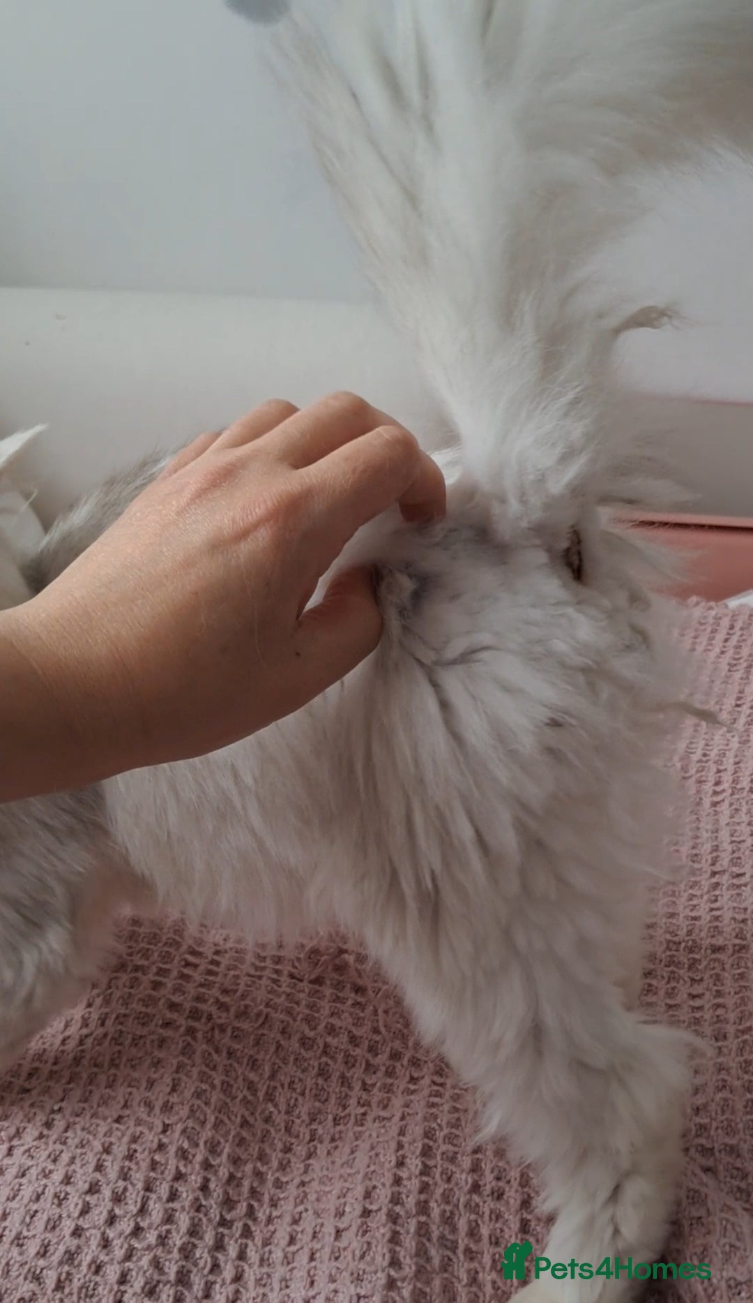 Persian cats for sale: White silver male persian cat kitten sale - Image 7
