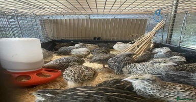 Quail poultry - Advert 13
