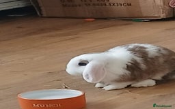 Mini Lop rabbits for sale: Sad Sale Jinx - Image 4