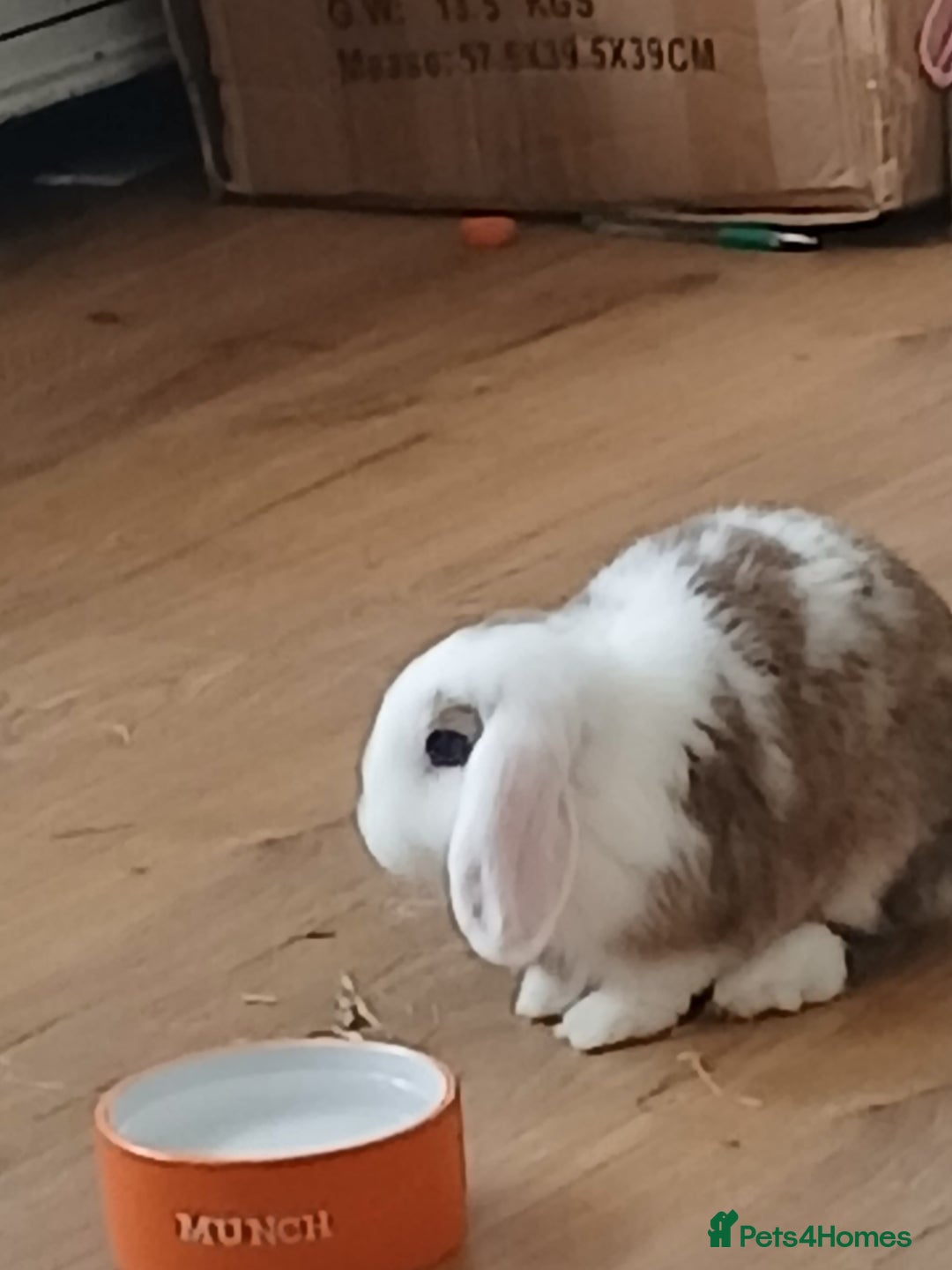 Mini Lop rabbits for sale: Sad Sale Jinx - Image 4