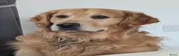 Golden Retriever dogs for sale: Beautiful golden retriever puppies  - Advert 23