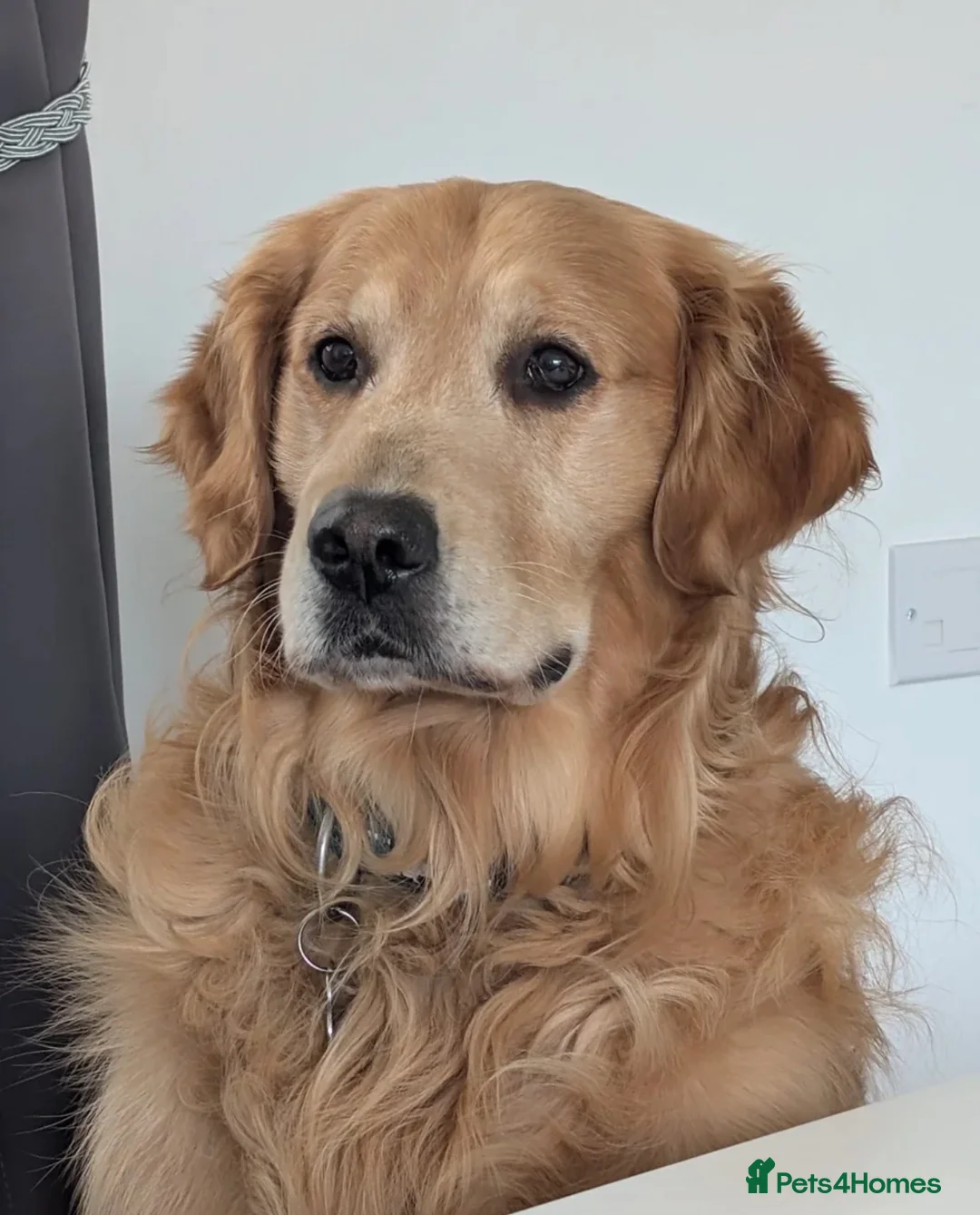 Golden Retriever dogs for sale: Beautiful golden retriever puppies  - Advert 23