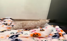 Bengal cats for sale: PURE BRED SNOW LYNX kittens 🐱 - Advert 14