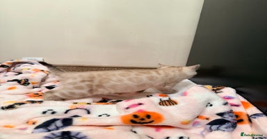 Bengal cats LAST GIRLPURE BRED SNOW LYNX kittens 🐱 - Advert 1