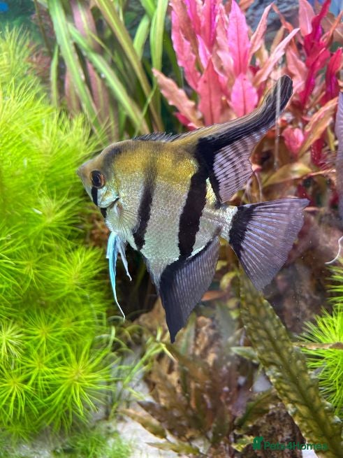 Angelfish fish Peruvian Altum Angelfish - 2 mature breeding pairs - Advert 9