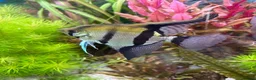 Angelfish fish for sale: 4 Peruvian Altum Angelfish - 2 breeding pairs - Advert 1