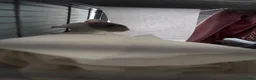 Rat rodents for sale: Two female rats and enclosure for sale  - Advert 5