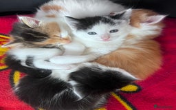 Mixed Breed cats for sale: Gorgeous Fluffy Kittens - Image 23