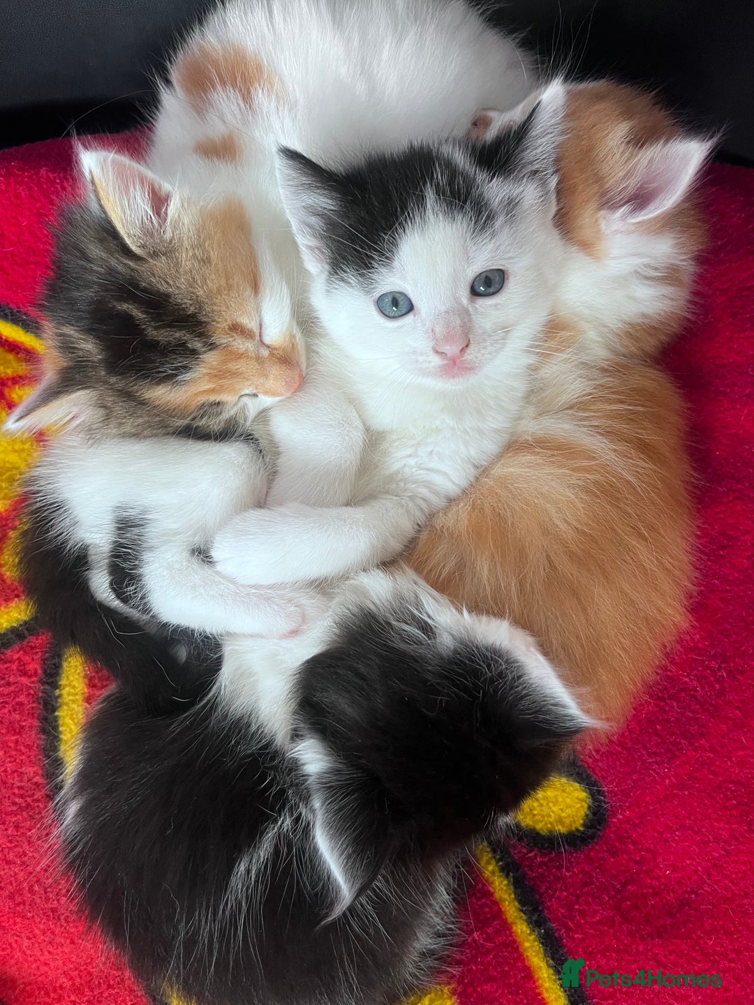 Mixed Breed cats for sale: Gorgeous Fluffy Kittens - Image 23