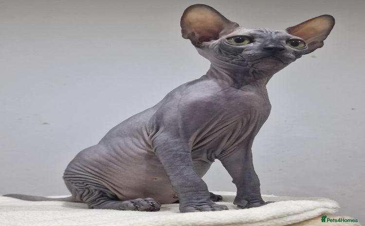 Sphynx cats in Leicester - Advert 1