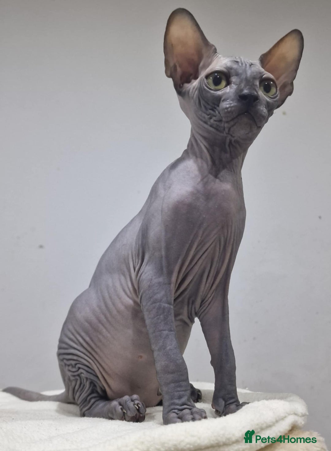 Sphynx cats for sale: Beautiful litter of kittens ❤️ HCM clear 🔥 in Leicester - Image 1