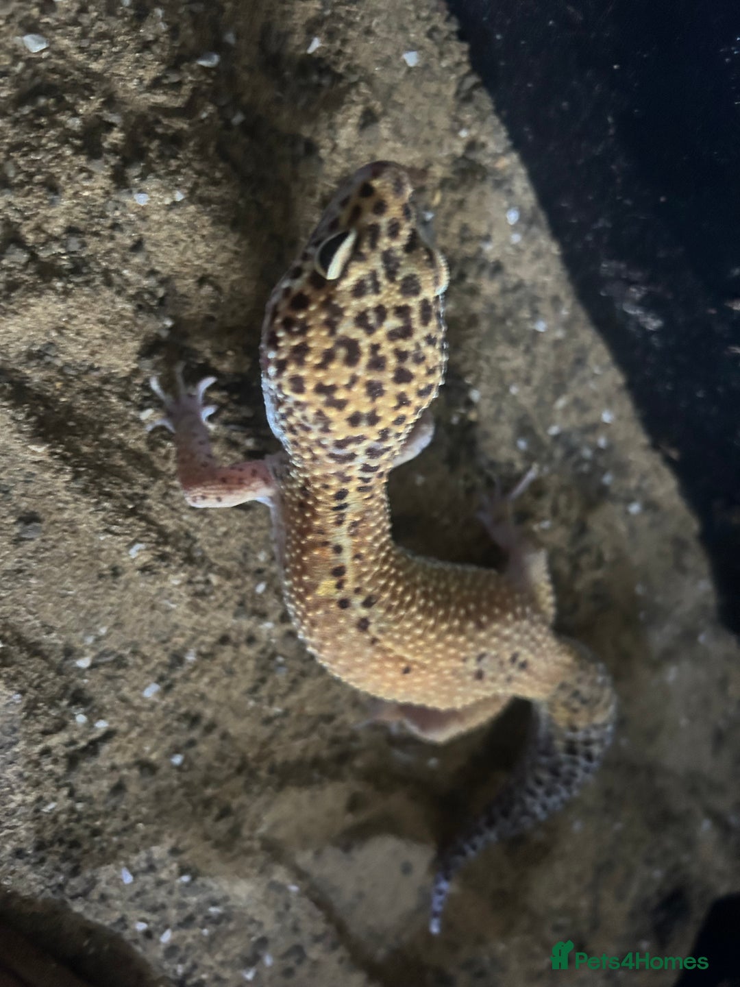 Leopard Gecko reptiles for sale: Leopard gecko and Viv set up  - Advert 3