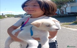 Mixed Breed dogs for sale: Alaskan malamute cross collies puppy's  - Image 11