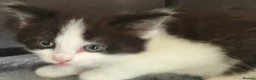 Mixed Breed cats for sale: Lovely & Playful Kittens looking for a New home!  - Advert 4