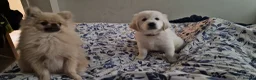 Golden Retriever dogs for stud: XL Old English Cream Golden Retriever STUD - Advert 31