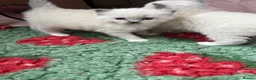 Ragdoll cats for sale: Blue point ragdolls ❤️ - Advert 6