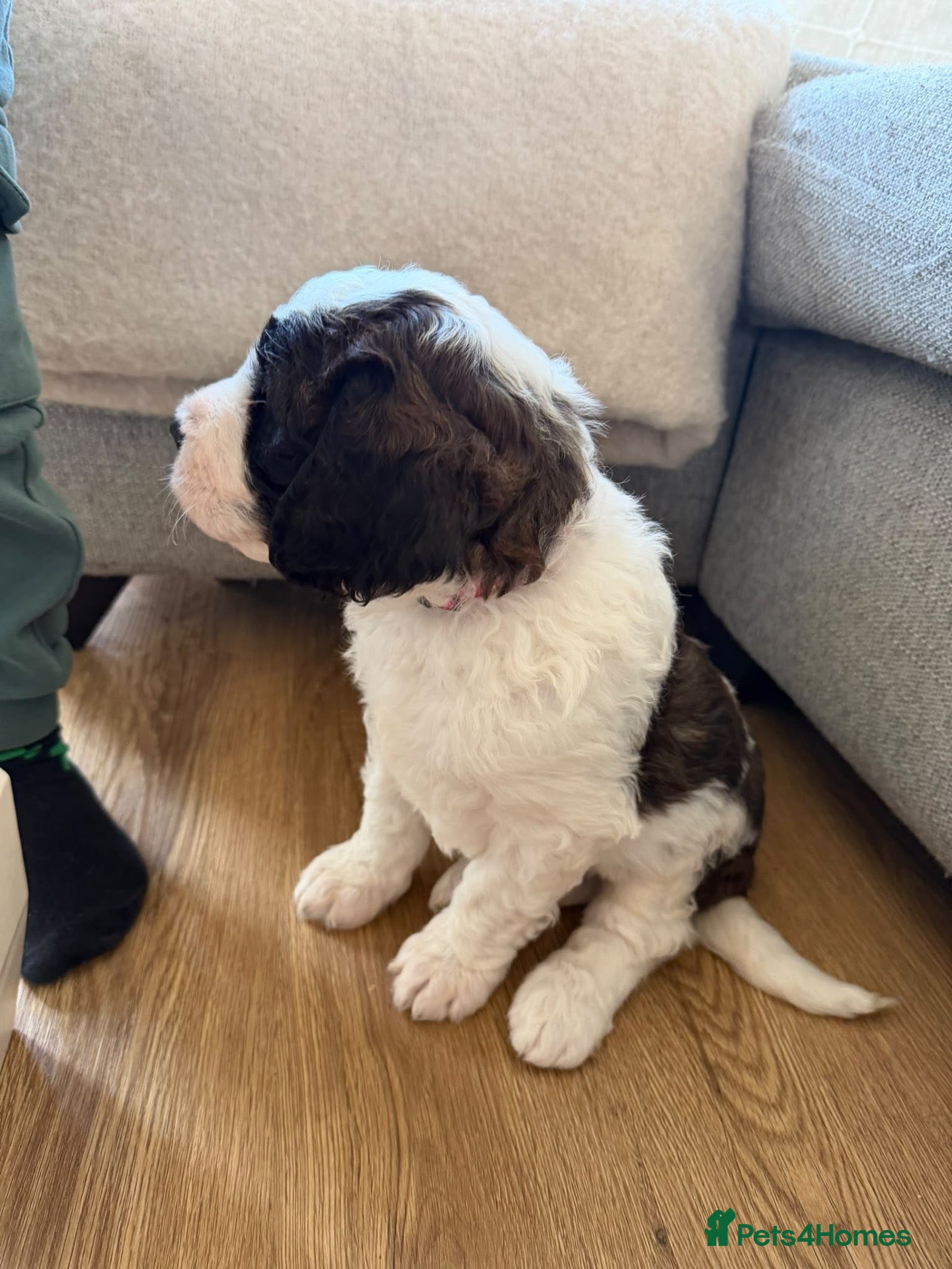 Saint Berdoodle dogs Female F1 Saint Berdoodle parents KC registered  - Advert 4